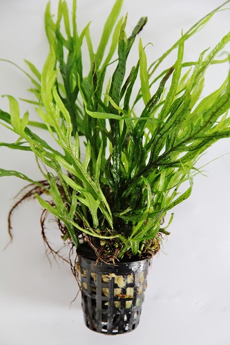 Microsorum trident - Javafarn im topf